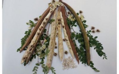 Planta din Brazilia, arma secretă împotriva microplasticelor din apă