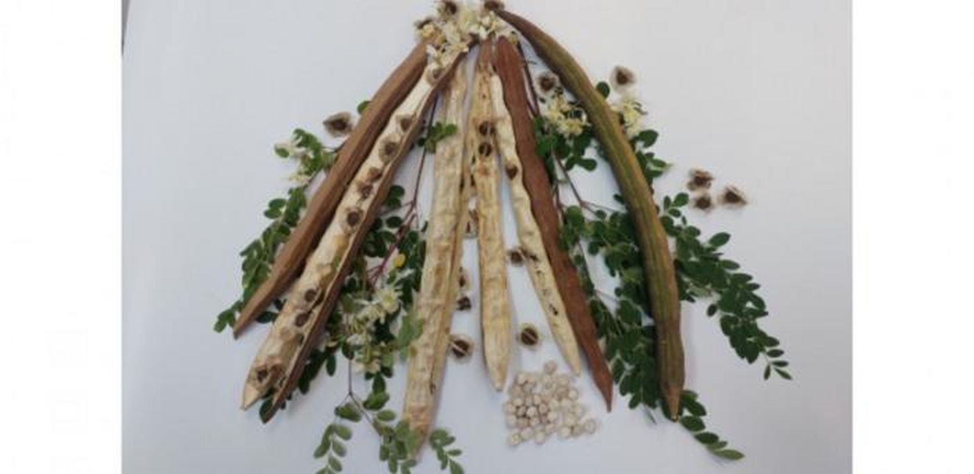 Plantă din BRAZILIA, secretul apei curate: Elimină microplasticele