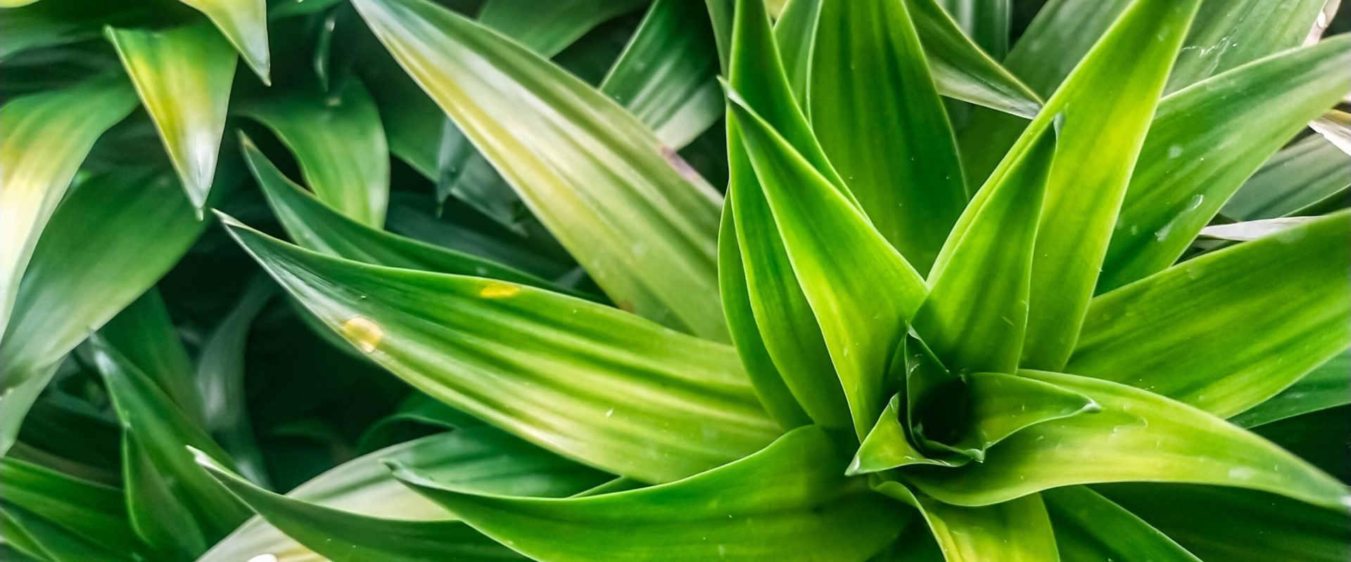 Un truc simplu salvează plantele de apartament: Grădinarii dezvăluie secretul