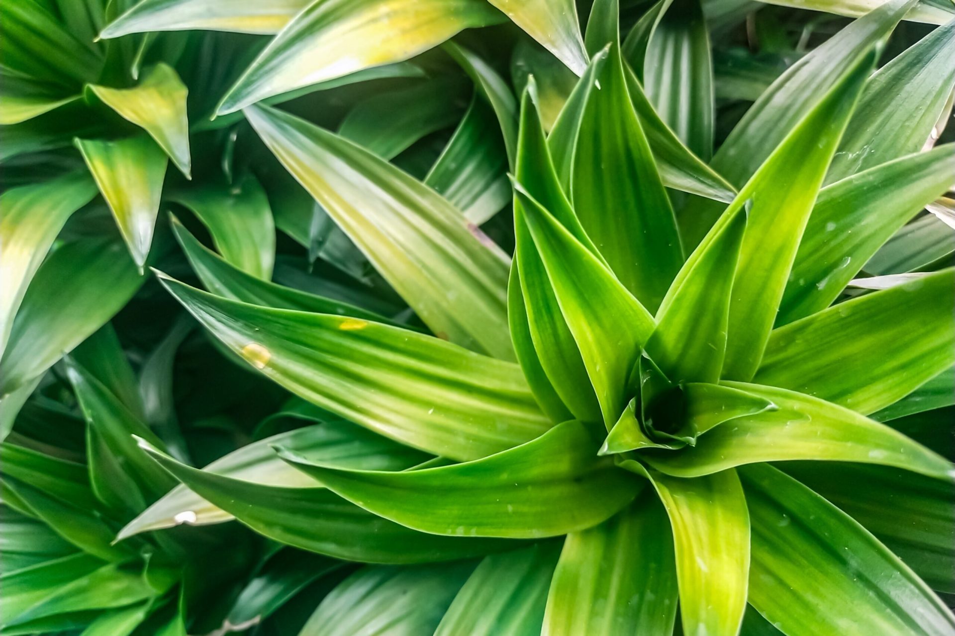 Un truc simplu salvează plantele de apartament: Grădinarii dezvăluie secretul