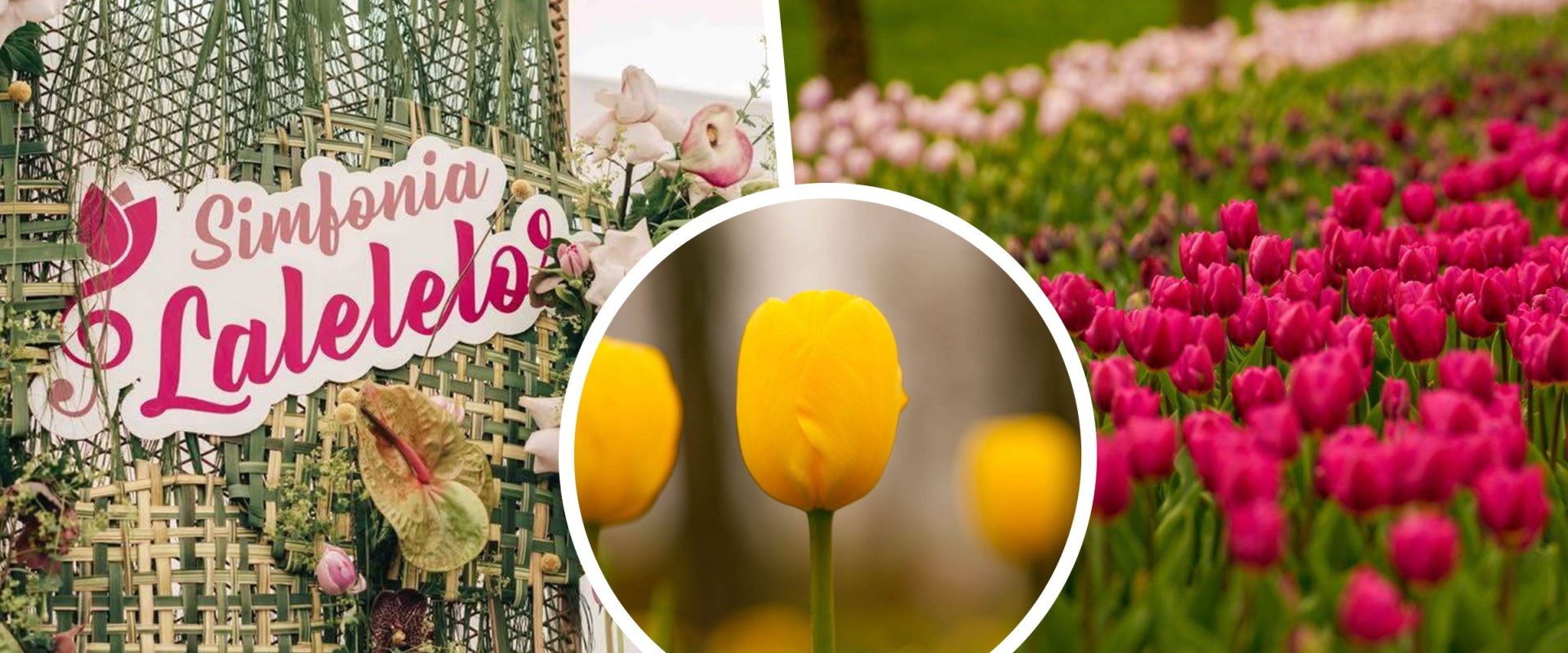 Simfonia Lalelelor de la Pitești: Ideea locală ce a cucerit România