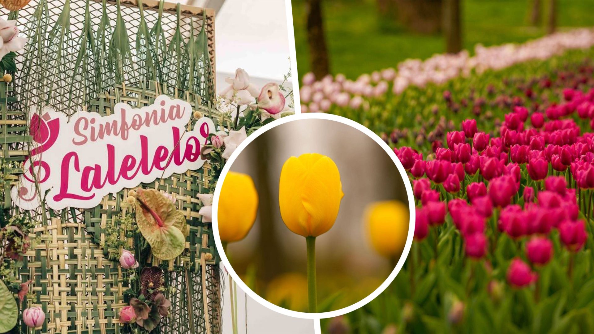 Simfonia Lalelelor de la Pitești: Ideea locală ce a cucerit România