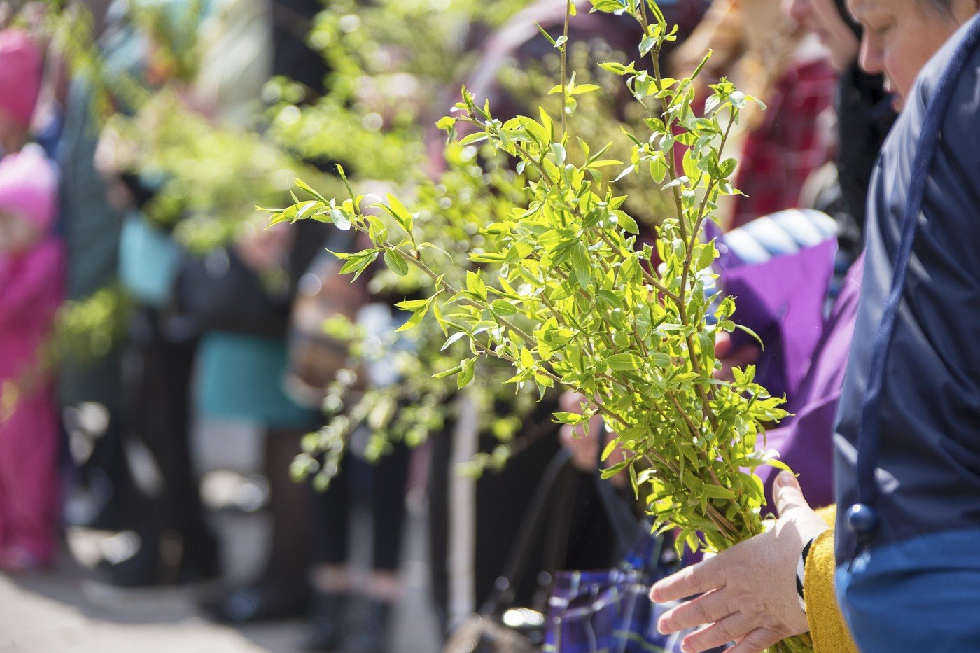 Sâmbăta dinaintea Floriilor: Tradiții străvechi și pregătiri pentru sărbătoarea de duminică Sâmbăta dinaintea sărbătorii de Florii este o zi încărcată de semnificații și tradiții populare, marcată de pregătiri specifice, gesturi cu valoare spirituală și obiceiuri transmise din generație în generație