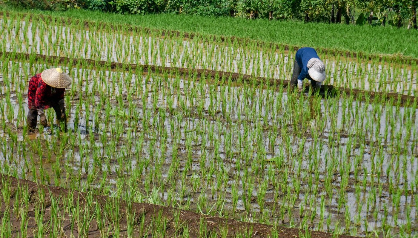 Criza de combustibili, efect devastator: Iran blochează producția de orez în Asia