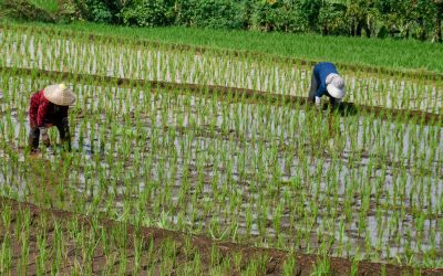 Criza de combustibili, efect devastator: Iran blochează producția de orez în Asia