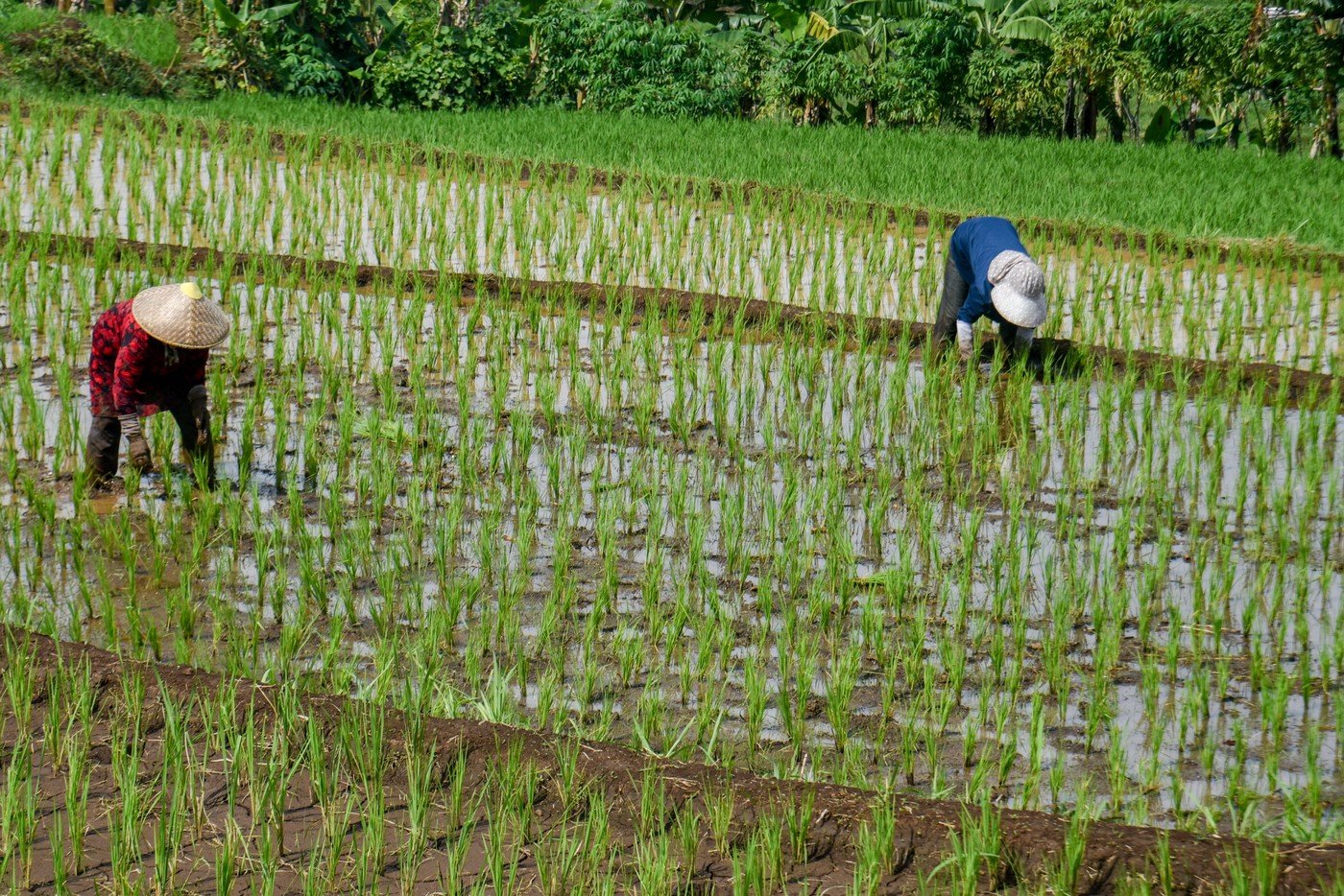 Criza de combustibili, efect devastator: Iran blochează producția de orez în Asia