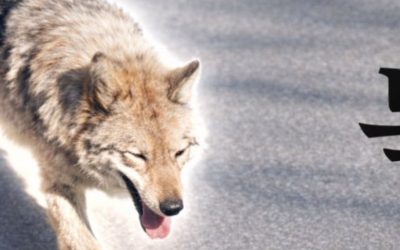 Lupul fugar din Coreea de Sud, star al meme-urilor: Panică la președinte