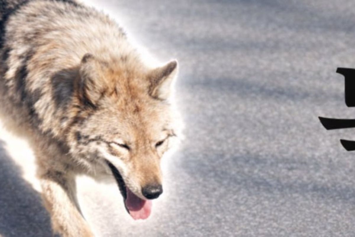 Lupul fugar din Coreea de Sud, star al meme-urilor: Panică la președinte