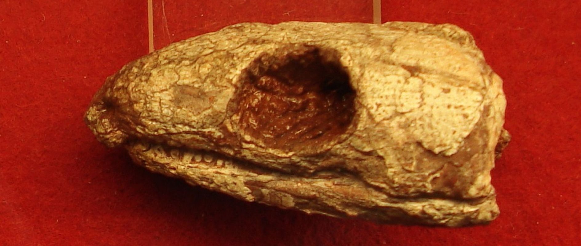 Reptilă mumificată din urmă cu 289 de milioane de ani dezvăluie secretul respirației