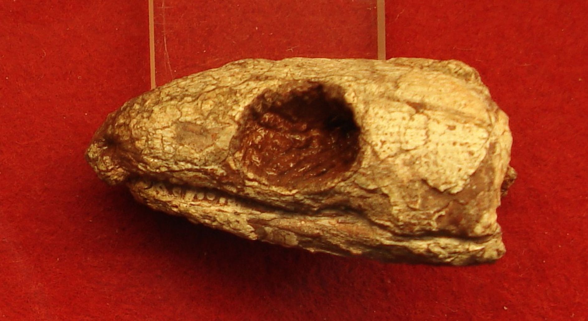 Reptilă mumificată din urmă cu 289 de milioane de ani dezvăluie secretul respirației