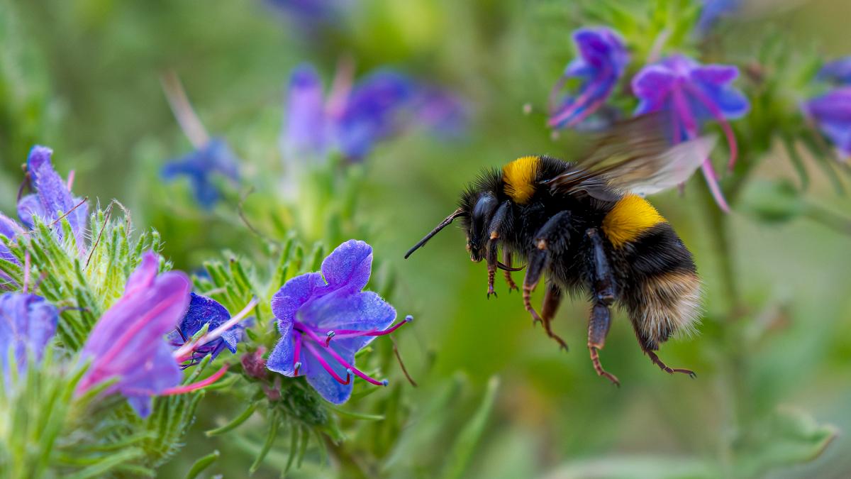 Reginele albinelor sfidează iarna: Respiră sub apă pentru a supraviețui