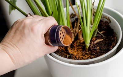 Scorțișoara, secretul grădinarilor: Înmulțește plantele fără chimicale