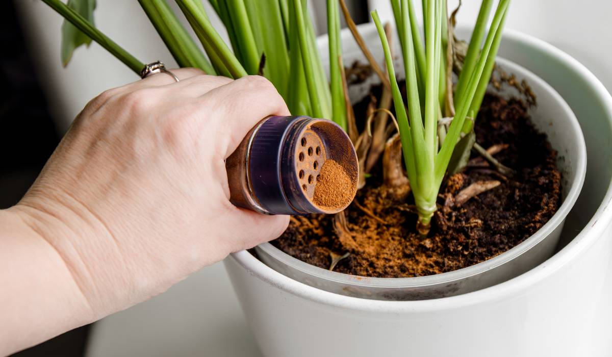 Scorțișoara, secretul grădinarilor: Înmulțește plantele fără chimicale