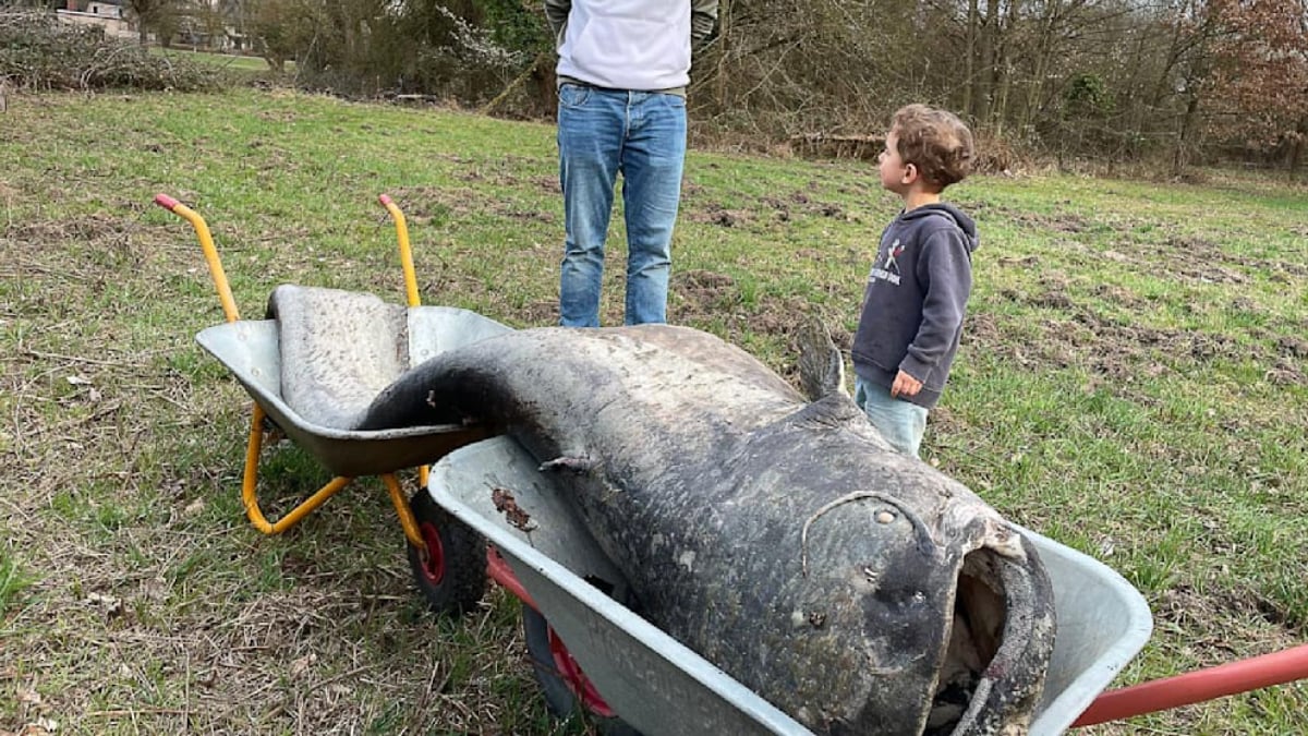 Somn uriaș în Germania: O legendă prinde viață!