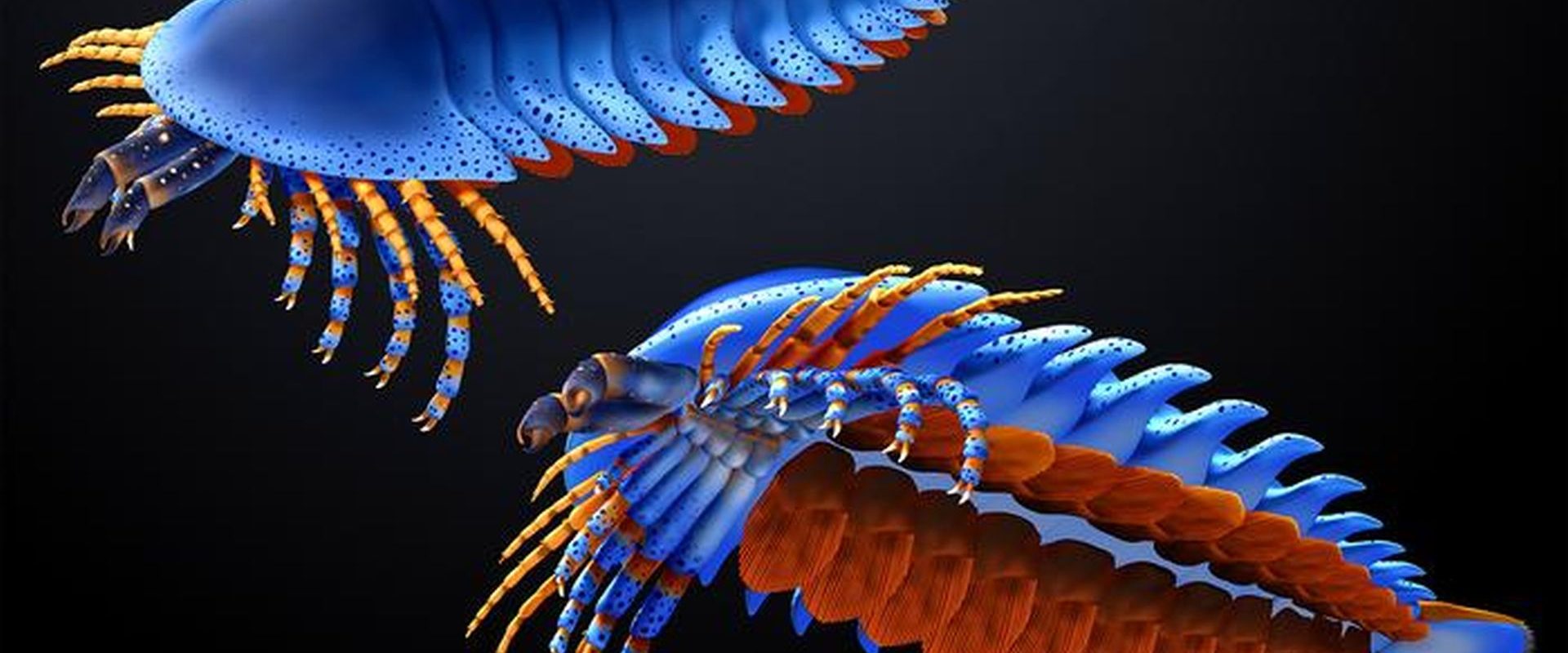 O nouă specie de păianjen preistoric, cu clești amplasați într-un loc neașteptat, a fost descoperită de cercetătorii de la Universitatea Harvard, SUA