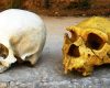 Neanderthalienii: Moștenirea genetică ce ne influențează în prezent