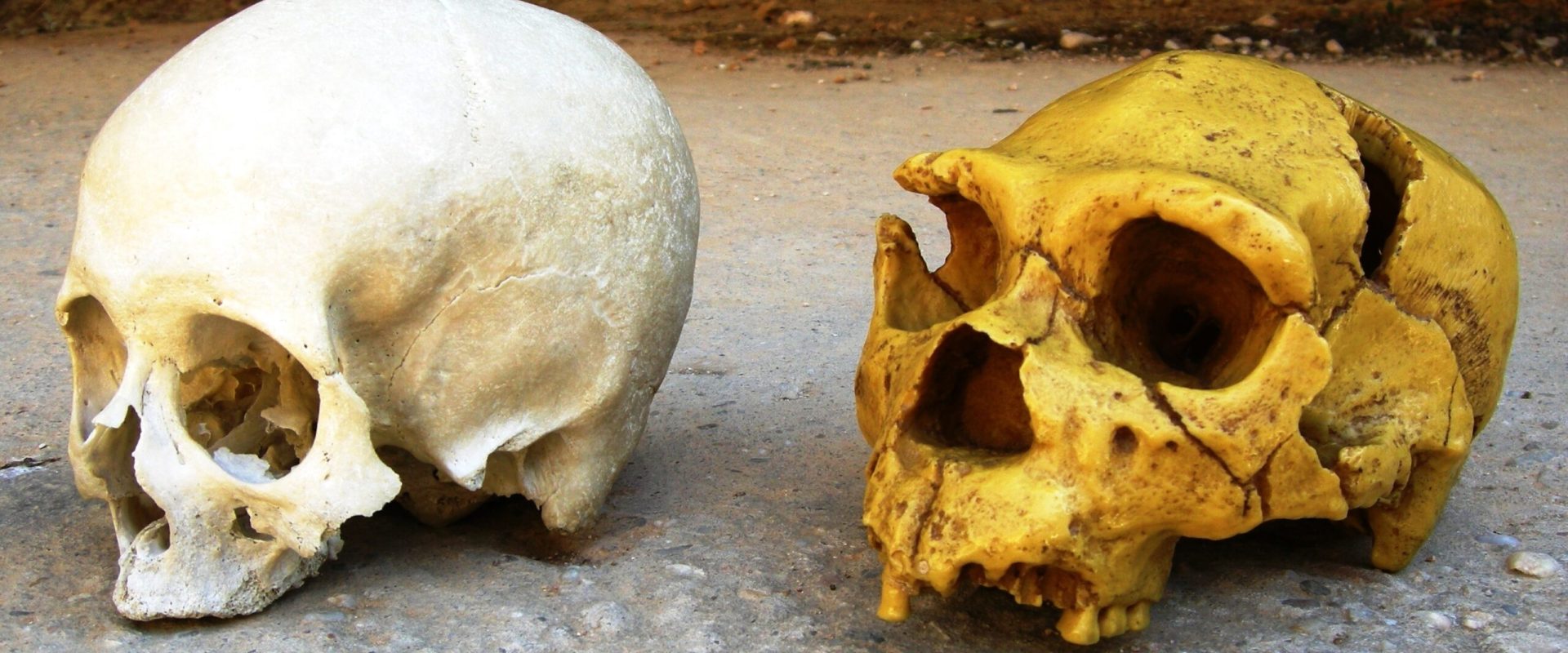 Neanderthalienii: Moștenirea genetică ce ne influențează în prezent