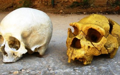 Neanderthalienii: Moștenirea genetică ce ne influențează în prezent