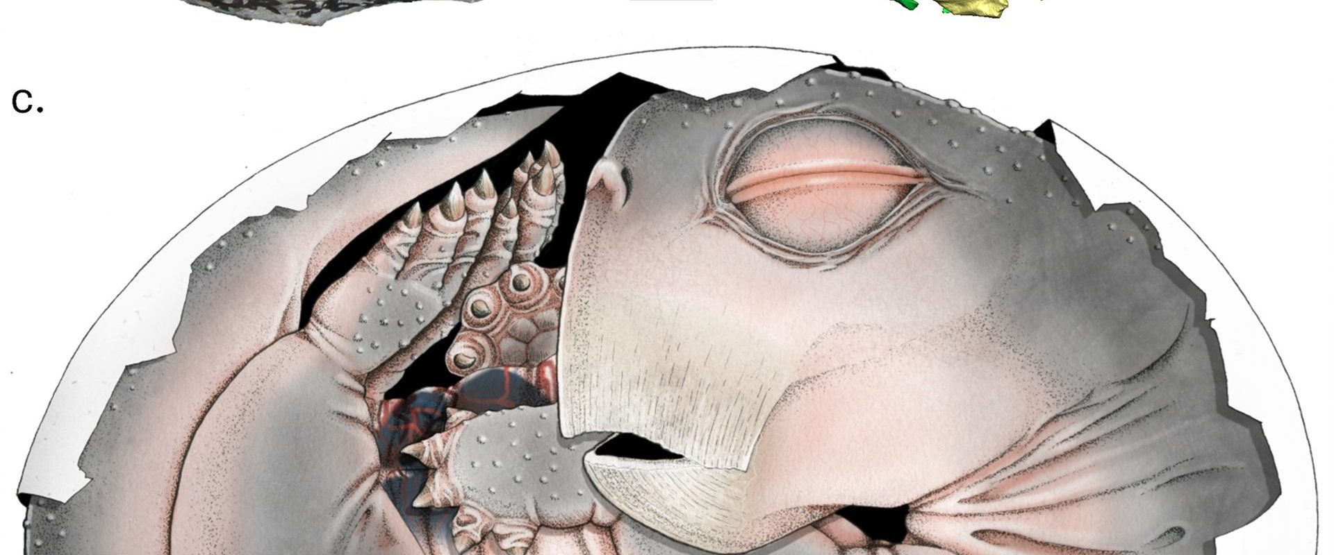 Dovezi ULUITOARE: Strămoșii mamiferelor DEPUNEAU ouă!