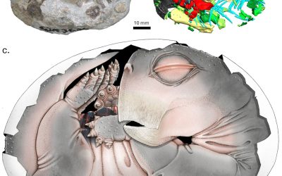 Dovezi ULUITOARE: Strămoșii mamiferelor DEPUNEAU ouă!