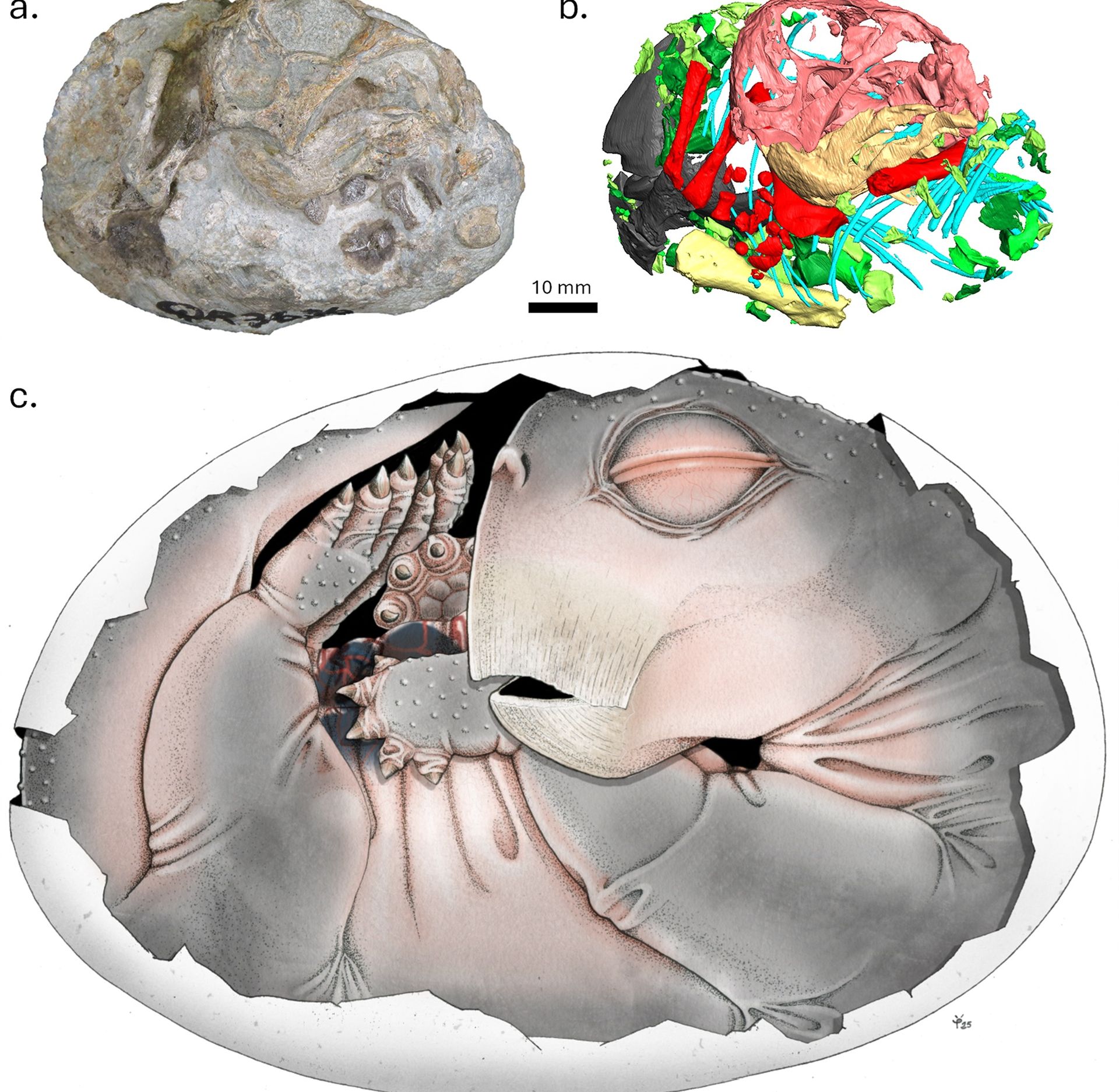 Dovezi ULUITOARE: Strămoșii mamiferelor DEPUNEAU ouă!