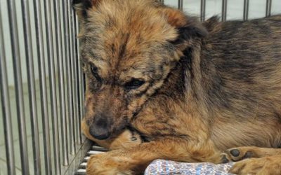 Țara care a eradicat câinii vagabonzi: „Greu de găsit, stau la oameni”