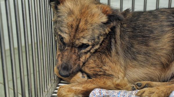 Țara care a eradicat câinii vagabonzi: „Greu de găsit, stau la oameni”