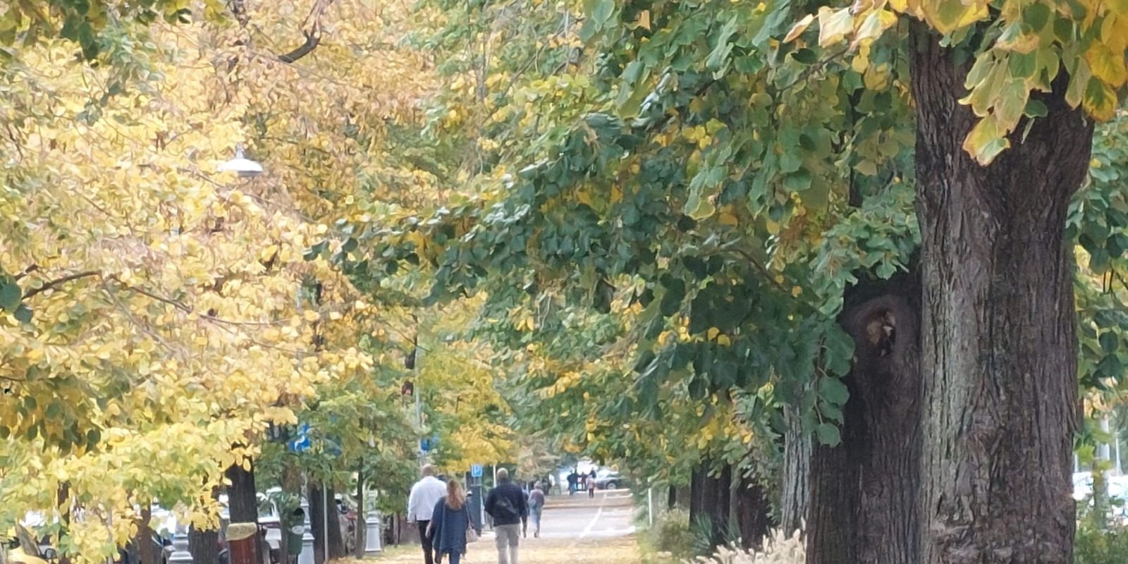 Declic cere schimbarea numelui parcului Donald Trump: „Maria Cuțarida-Crătunescu”