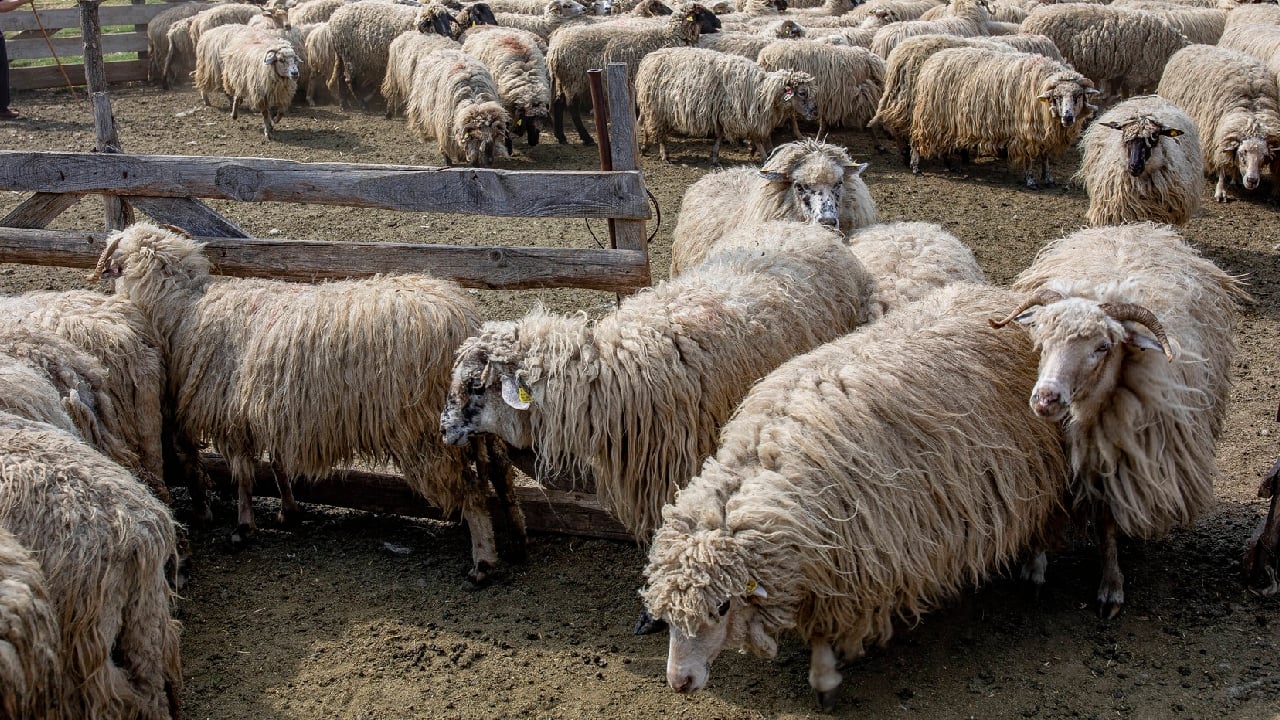 Statul, sfidat de justiție: Plata uriașă de 182 milioane de lei pentru fabrica din Făgețelu