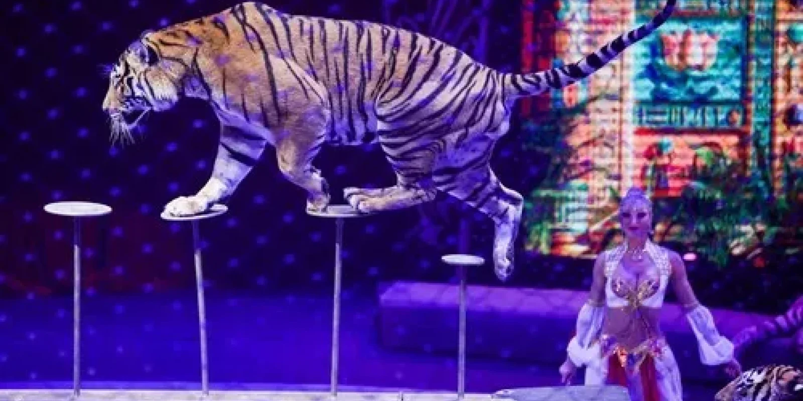 Groază la circ: Tigru dezlănțuit după ce plasa de siguranță s-a rupt