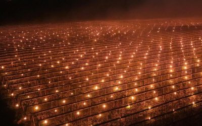 Fermă din Cluj, soluție extremă anti-îngheț: A dat foc la 40.000 de euro