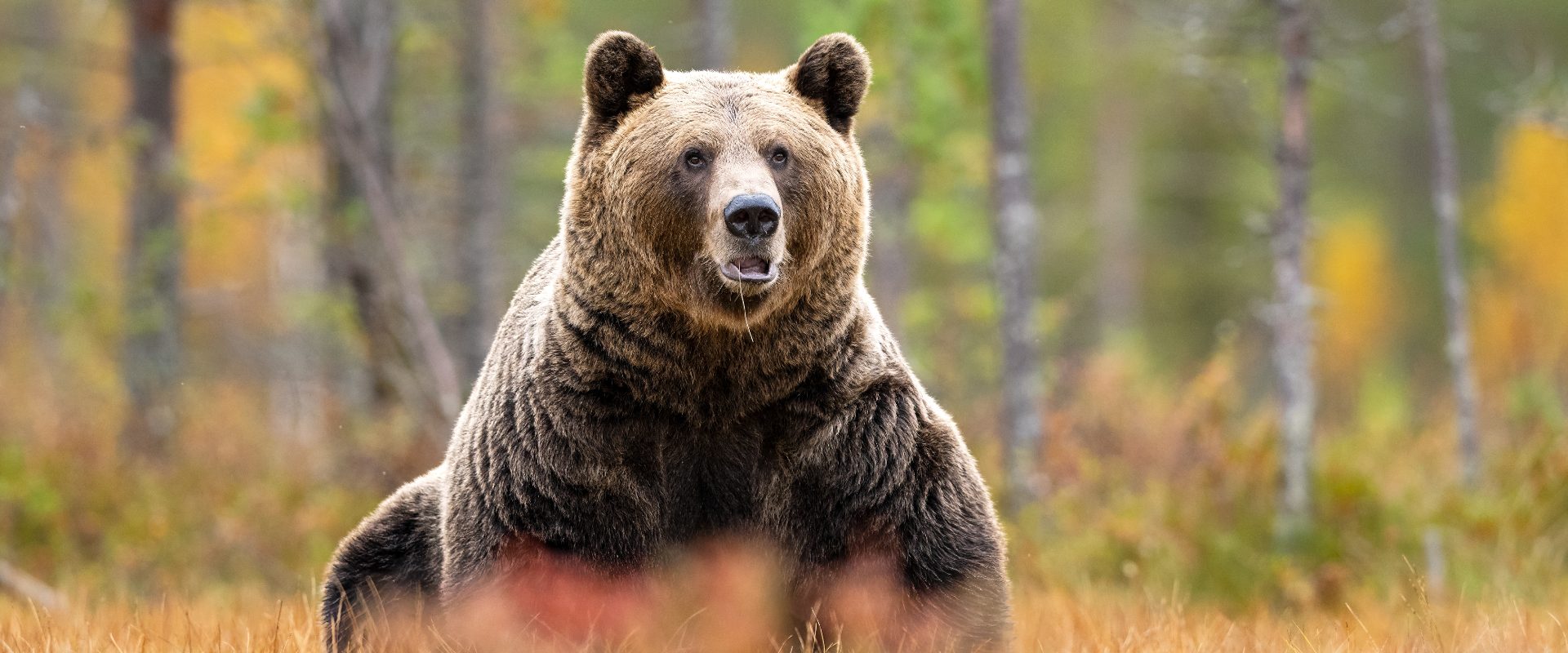 Urși bruni: Aproape 1.000, la recoltat! Decizie controversată la Camera Deputaților