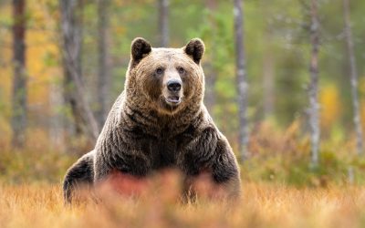 Urși bruni: Aproape 1.000, la recoltat! Decizie controversată la Camera Deputaților