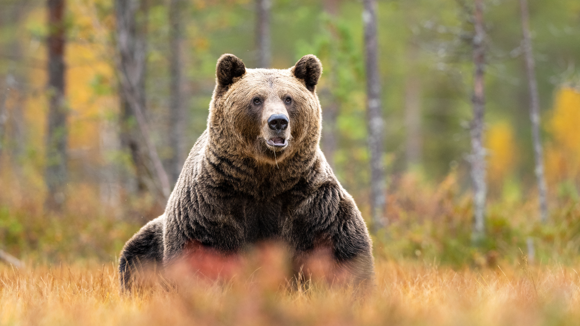 Urși bruni: Aproape 1.000, la recoltat! Decizie controversată la Camera Deputaților