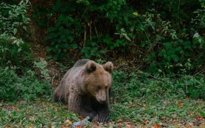 Ursul din Brașov, ucis cu termoviziune: Doi vânători, anchetați