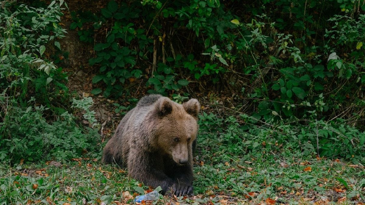 Ursul din Brașov, ucis cu termoviziune: Doi vânători, anchetați