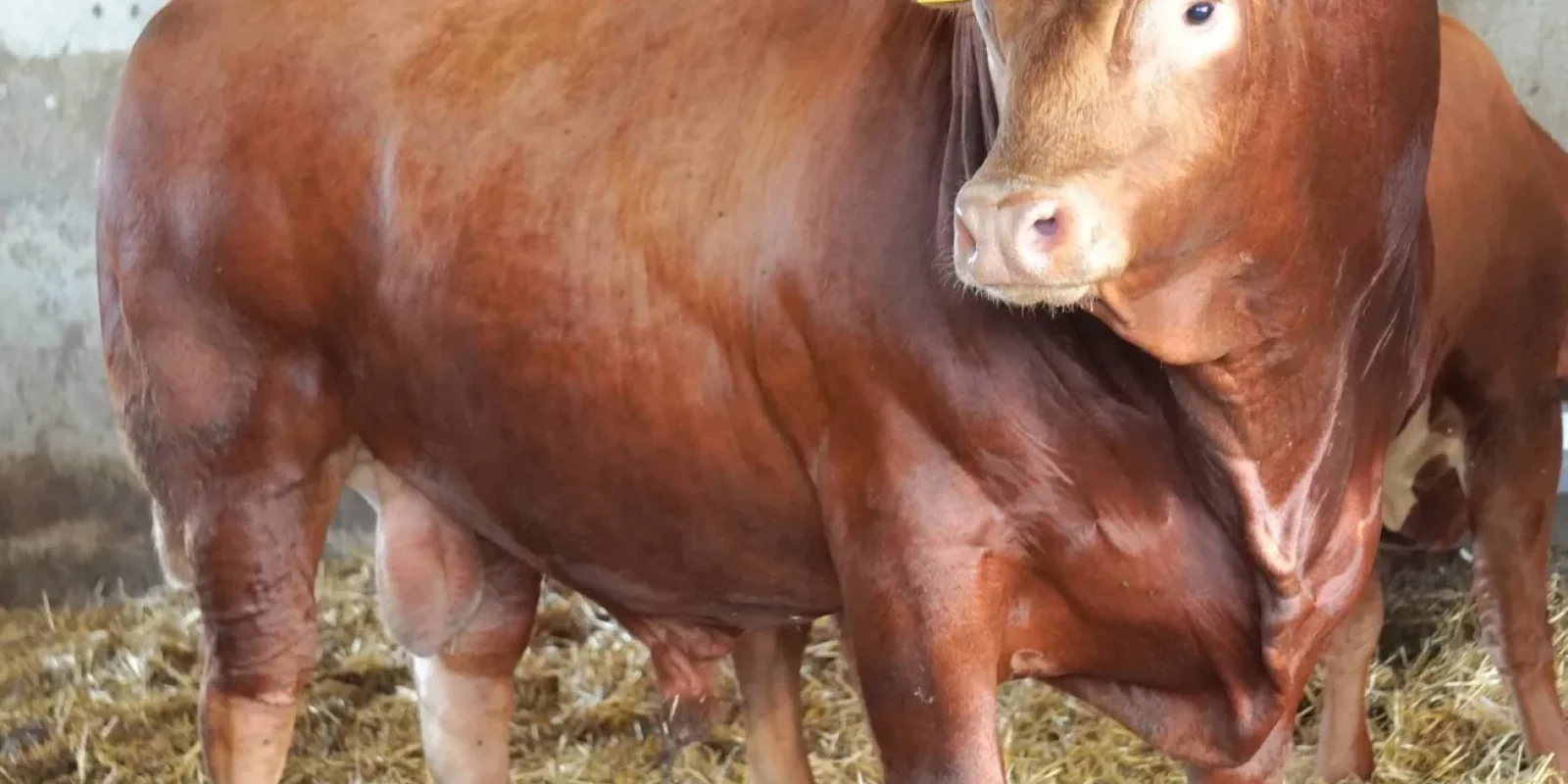 AgriXpo Brașov: Fermierii români răspund prezent la eveniment