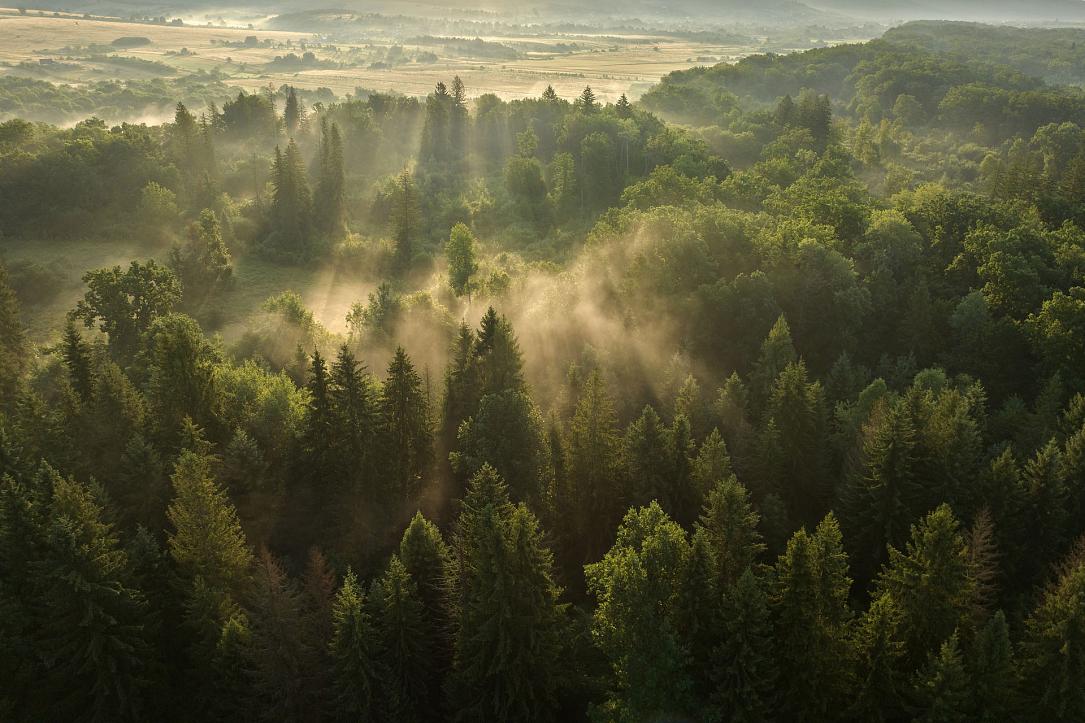 Pădurile seculare din Vânători Neamț, pe platforma Earth FM