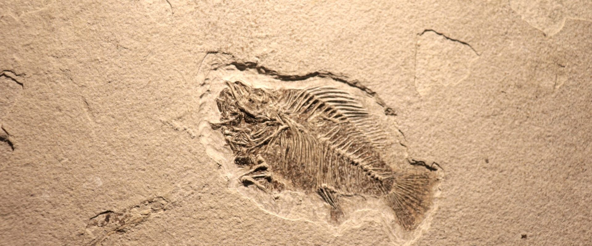 Descoperire majoră: Fosile din China modifică datele despre evoluția vieții O echipă de cercetători a făcut o descoperire remarcabilă în provincia chineză Yunnan: peste 700 de fosile, vechi de 539 de milioane de ani, au revelat detalii noi despre tranziția de la viața simplă la animalele complexe
