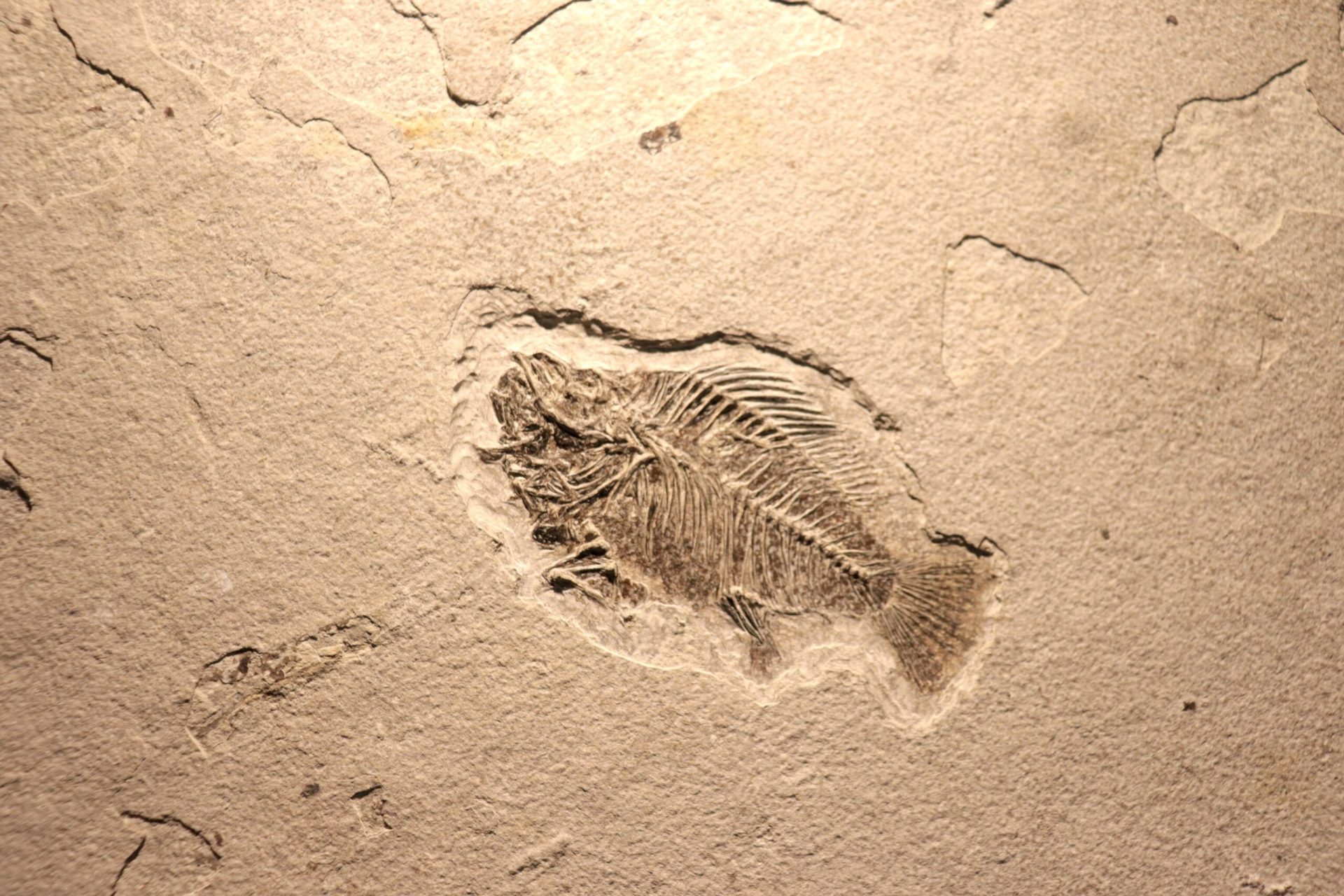 Descoperire majoră: Fosile din China modifică datele despre evoluția vieții O echipă de cercetători a făcut o descoperire remarcabilă în provincia chineză Yunnan: peste 700 de fosile, vechi de 539 de milioane de ani, au revelat detalii noi despre tranziția de la viața simplă la animalele complexe