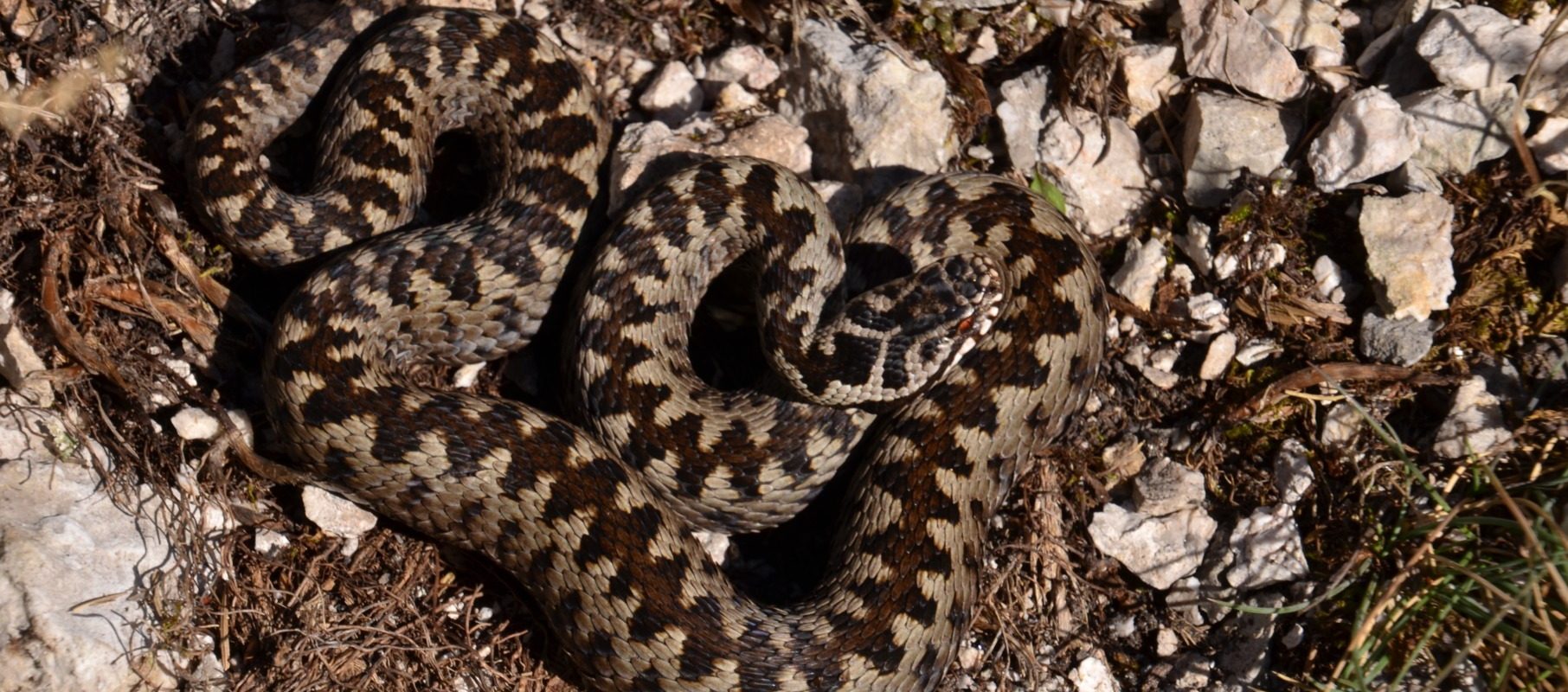 Vipera cu corn, trezită din hibernare: Ce NU trebuie să faci dacă ești mușcat