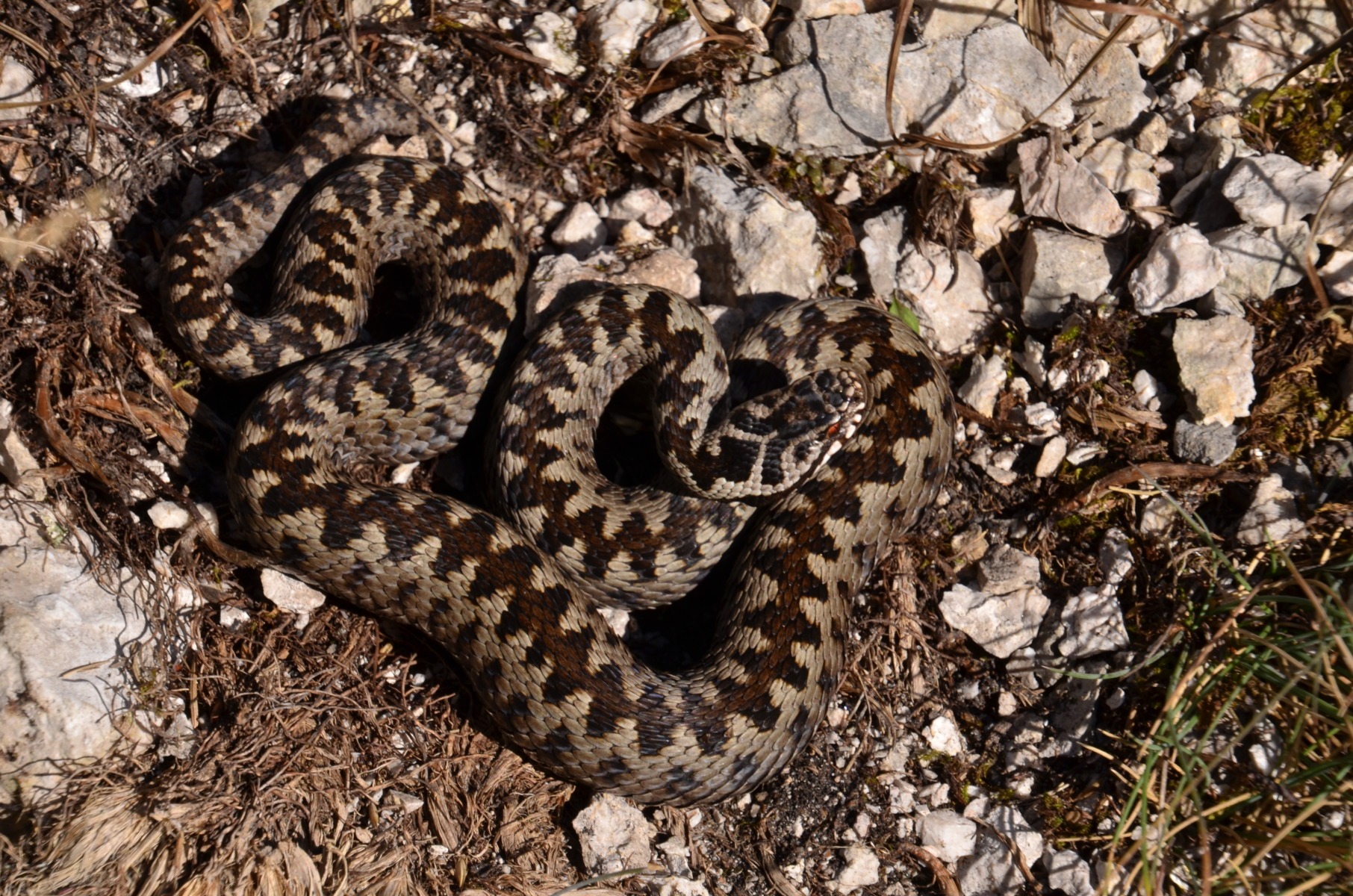 Vipera cu corn, trezită din hibernare: Ce NU trebuie să faci dacă ești mușcat