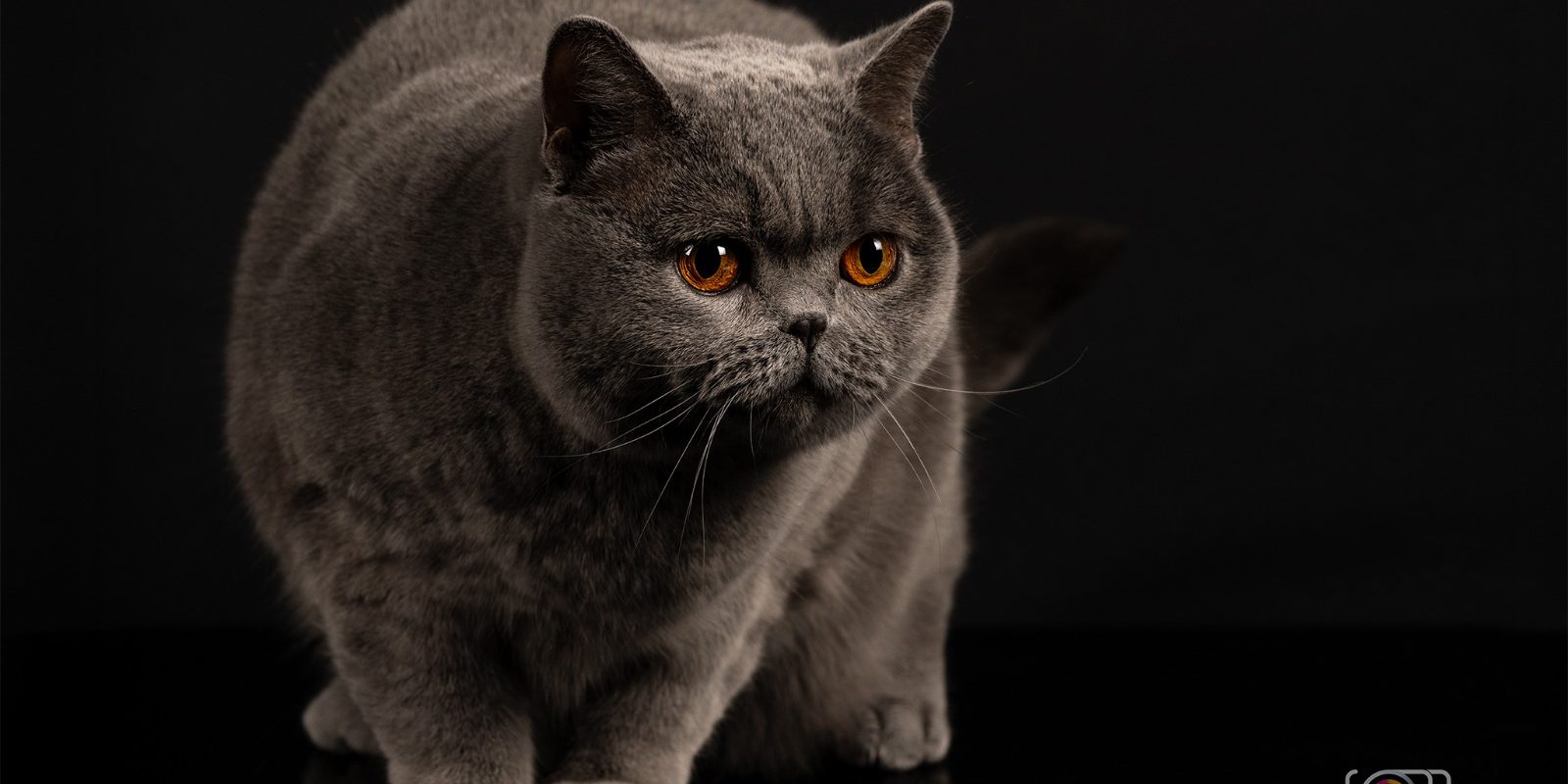 Kira Kiralina, pisicuța din România, cucerește Scandinavia, ursoaica de Bucovina e campioană