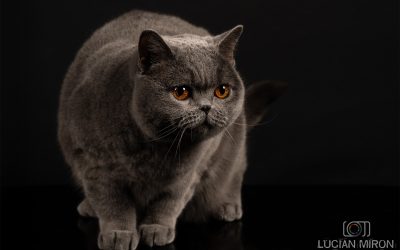 Kira Kiralina, pisicuța din România, cucerește Scandinavia, ursoaica de Bucovina e campioană