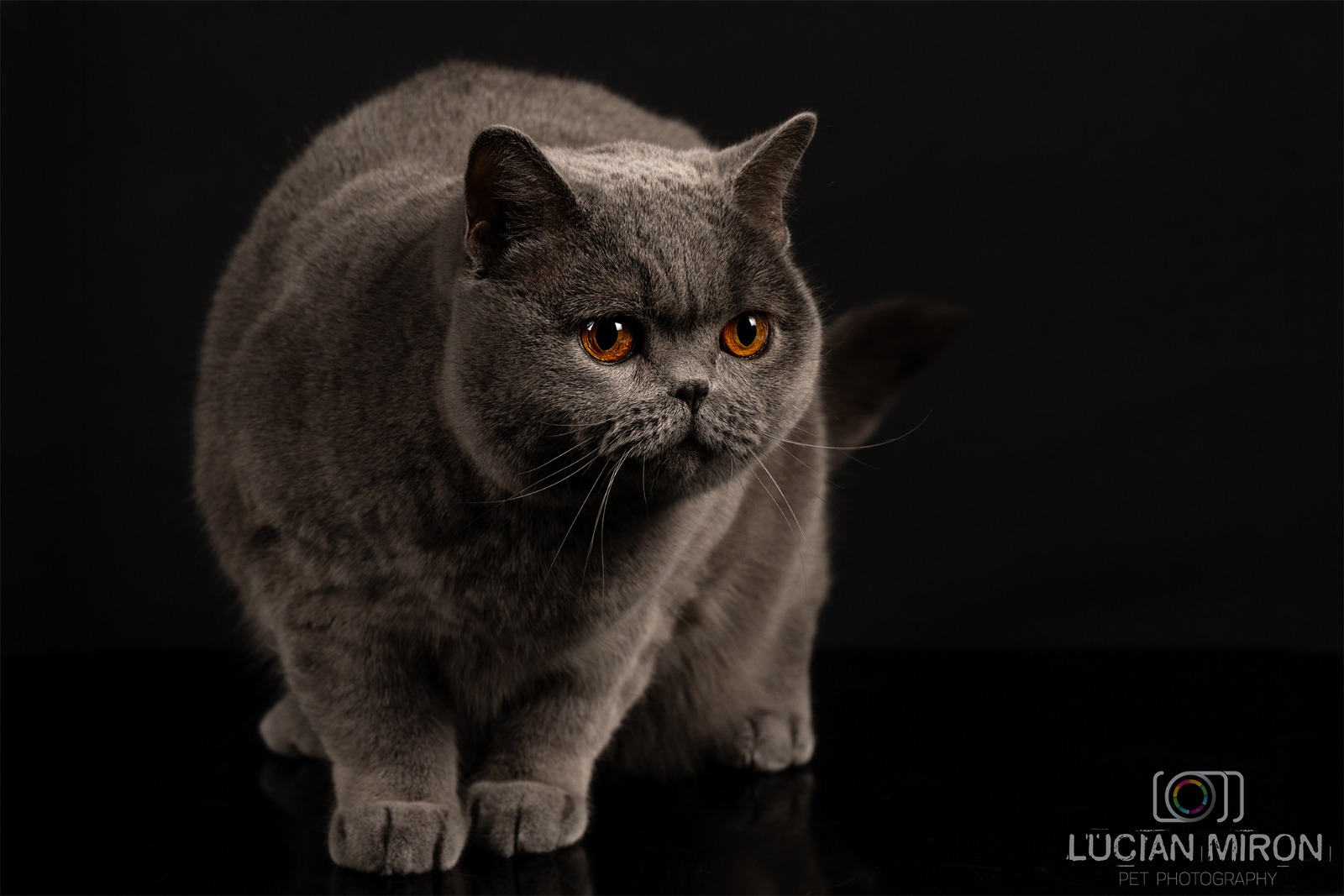 Kira Kiralina, pisicuța din România, cucerește Scandinavia, ursoaica de Bucovina e campioană