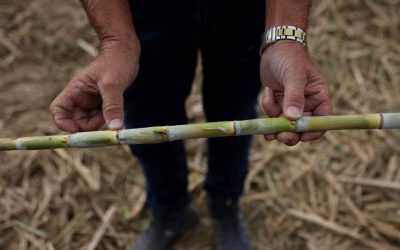 Brazilia: Motor uriaș pe bioetanol, revoluție energetică