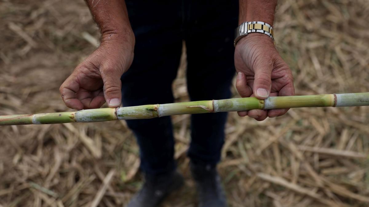 Brazilia: Motor uriaș pe bioetanol, revoluție energetică
