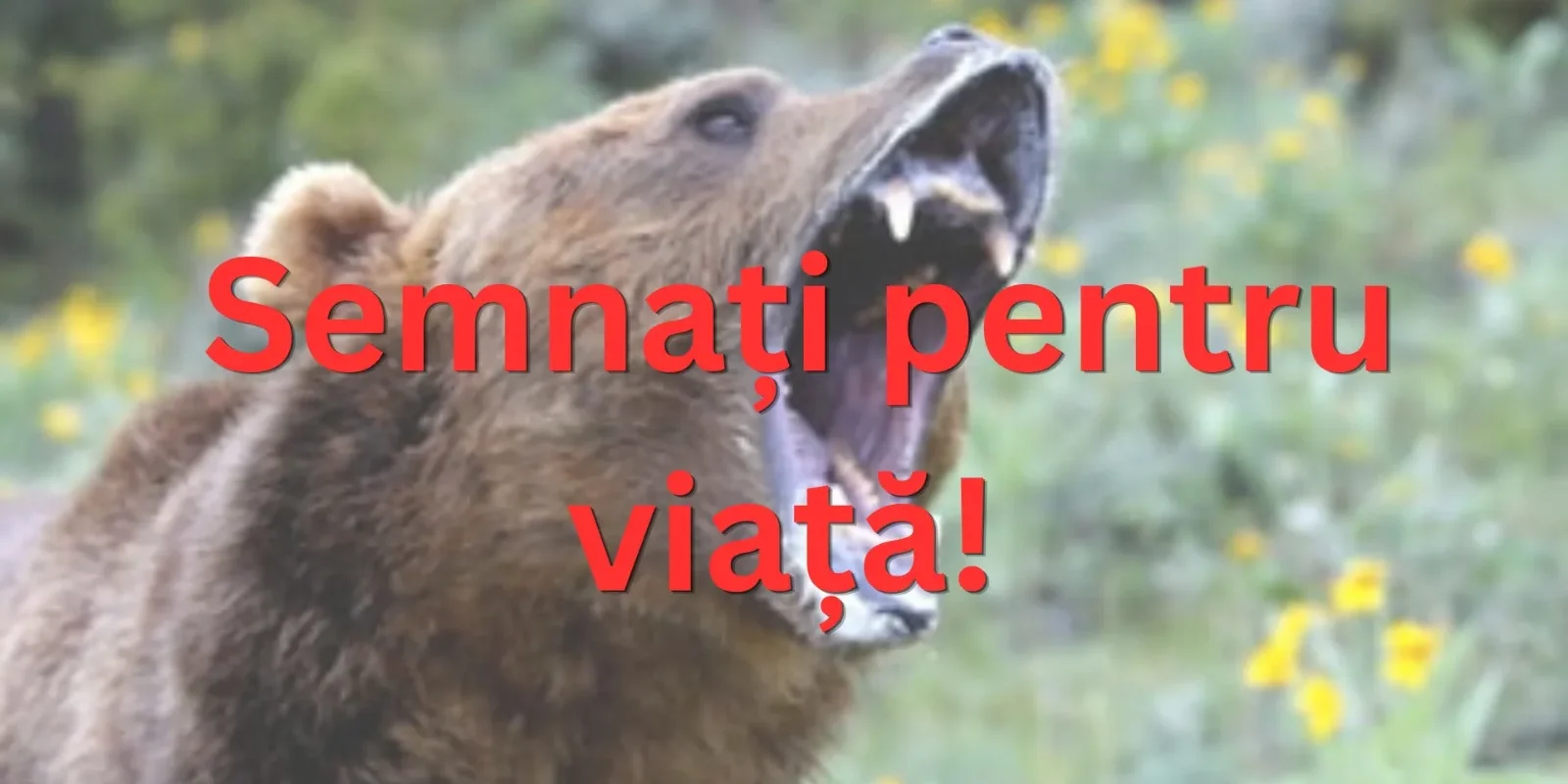 Urși în exces: O problemă națională pentru România