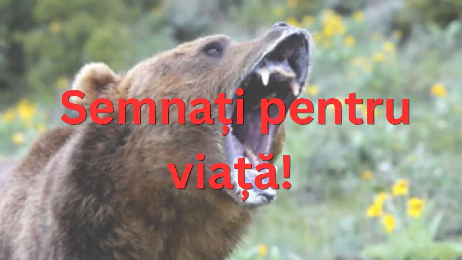 Urși în exces: O problemă națională pentru România