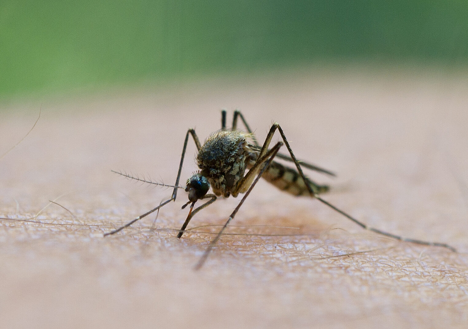 Grecia, în alertă: Cazuri West Nile în plină expansiune